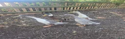 Ducks poultry for sale: Male Indian runners - Advert 4