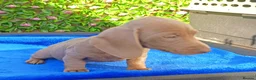 Miniature Dachshund dogs for sale: FULLY VAX BELLA KC Reg PRA Clear mini solid - Advert 12