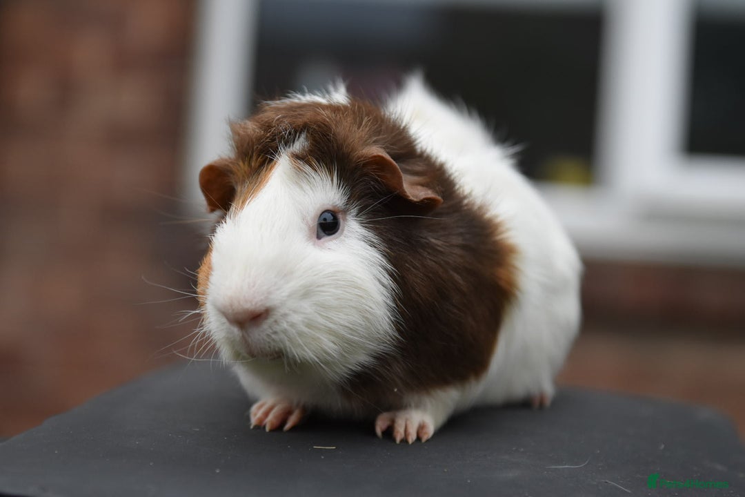 Guinea Pig rodents for sale: 9 Month Old Male Guinea Pigs Looking For Homes in Wigan - Image 22