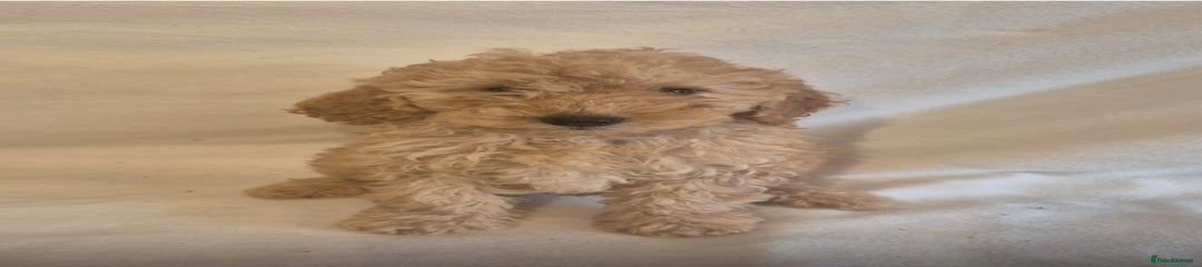 Cavapoo Puppy 7