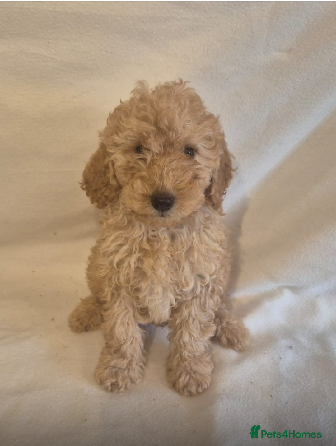 Cavapoo dogs for sale: Extensively Health Tested F1BB Cavapoo Puppies - Image 8