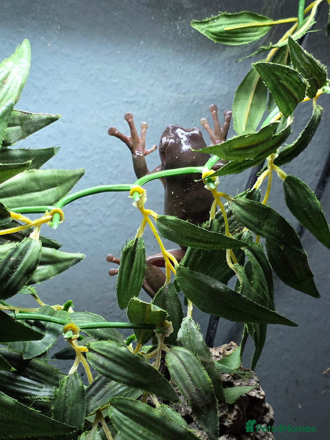 Frog reptiles for sale: 2 Whites Tree Frogs plus full set up - Advert 13