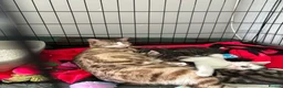 Bengal cats for sale: Bengal x forest cat - Advert 1