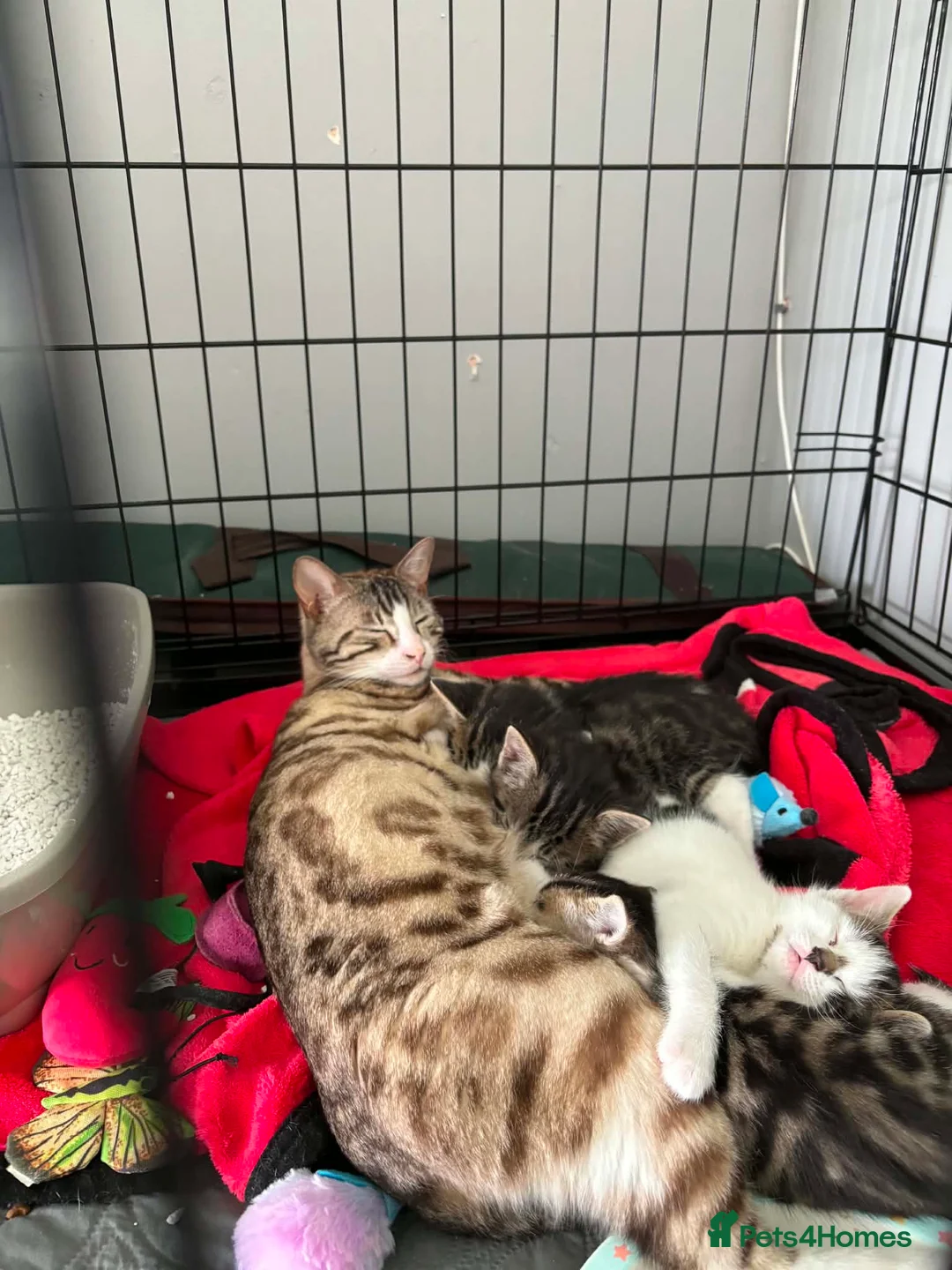 Bengal cats for sale: Bengal x forest cat - Advert 1
