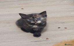 Domestic Shorthair cats for sale: Beautiful kittens available  - Image 6