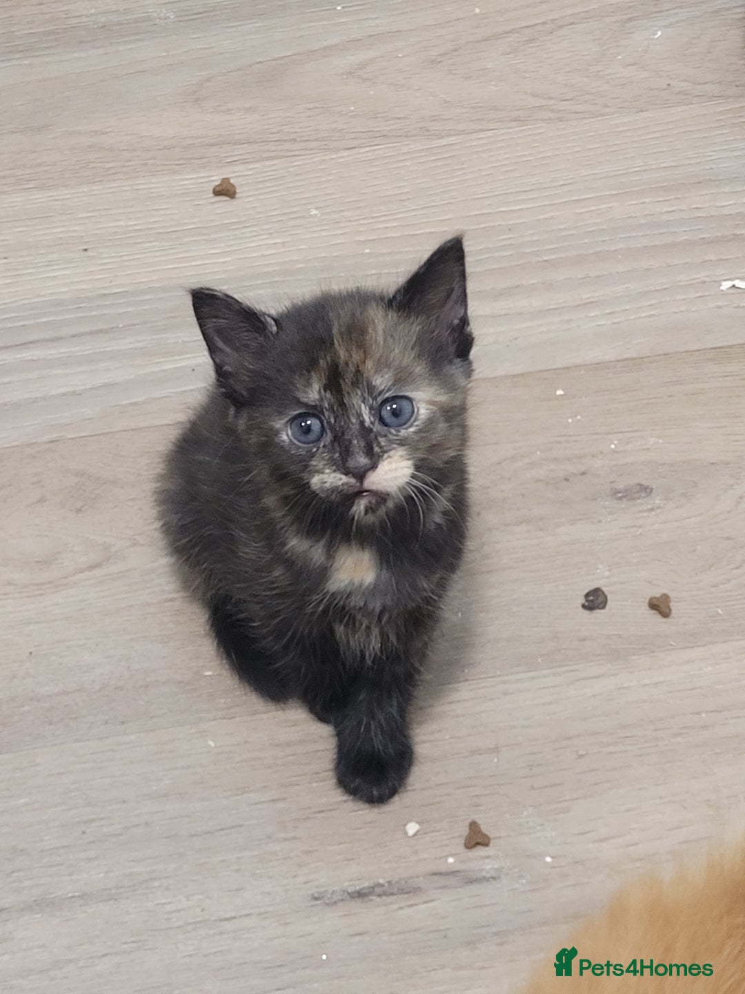 Domestic Shorthair cats for sale: Beautiful kittens available  - Image 6