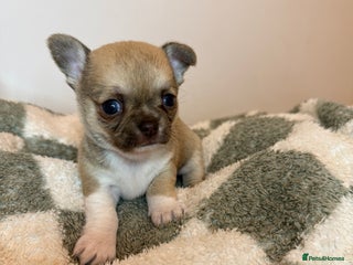 Chihuahua dogs Health tested & KC Reg Chocolate sable boy left! - Advert 17
