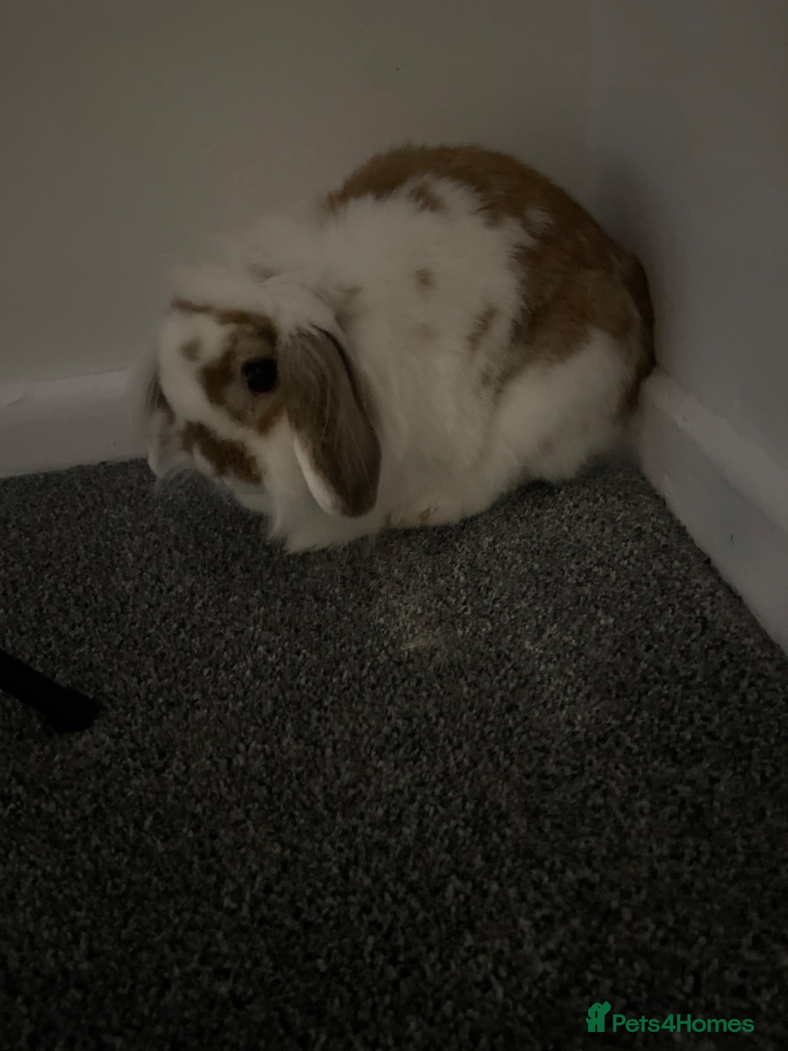 Mini Lop rabbits Mini lop - Advert 2