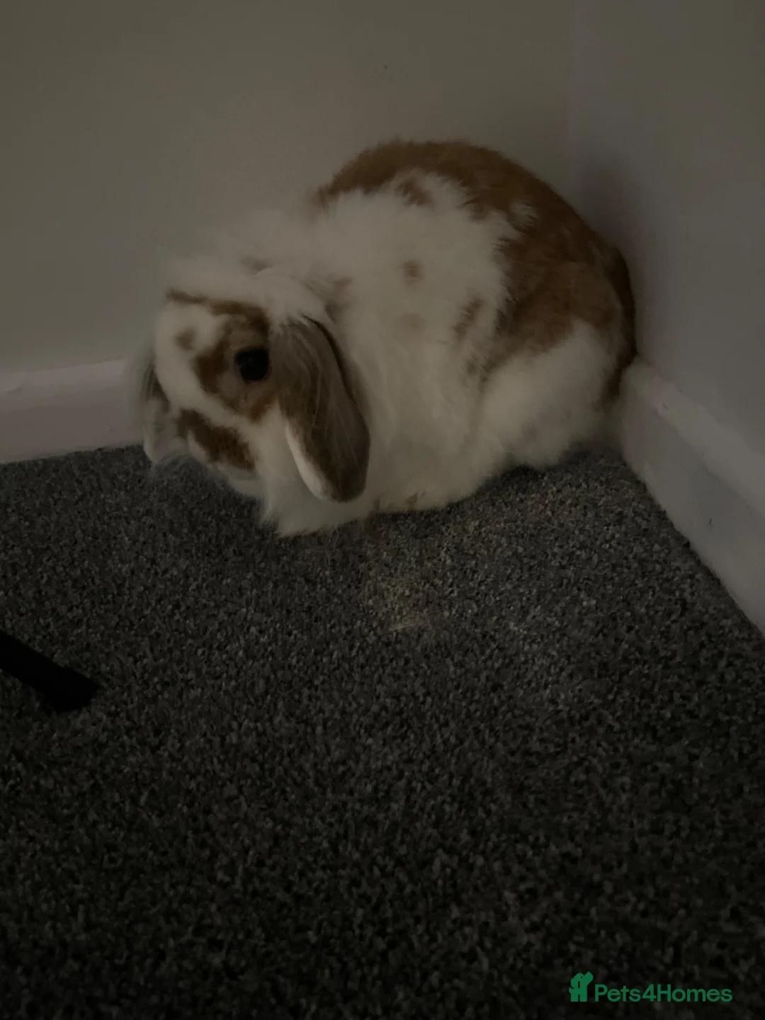 Mini Lop rabbits for sale: Mini lop in Abergavenny - Advert 1