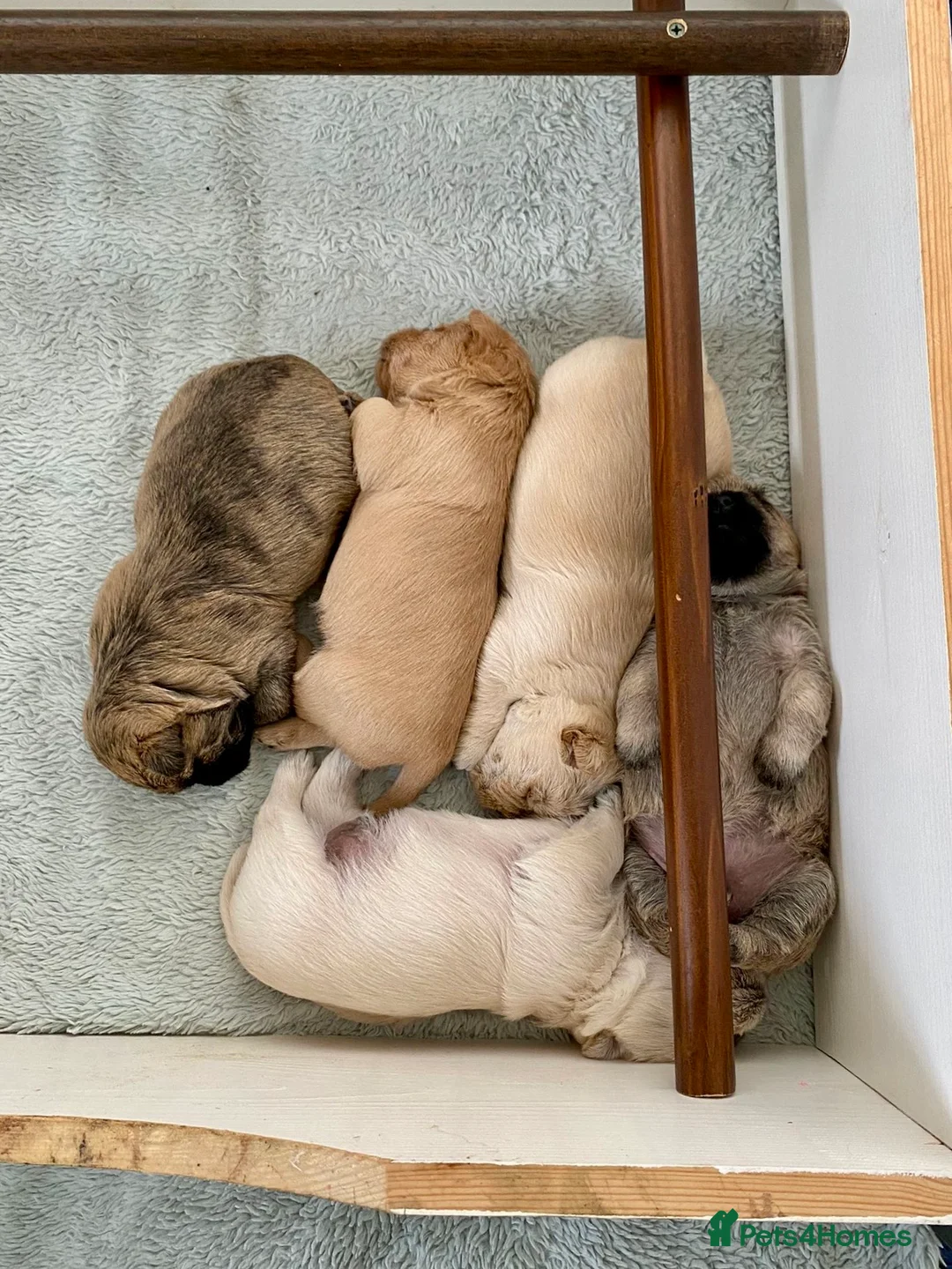 Cairn Terrier dogs for stud: Proven KC Registered Show Dog for Stud - Advert 7