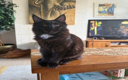 Maine Coon cats for sale: Pedigree ”TICA”  the last kitten left❣️ - Image 19