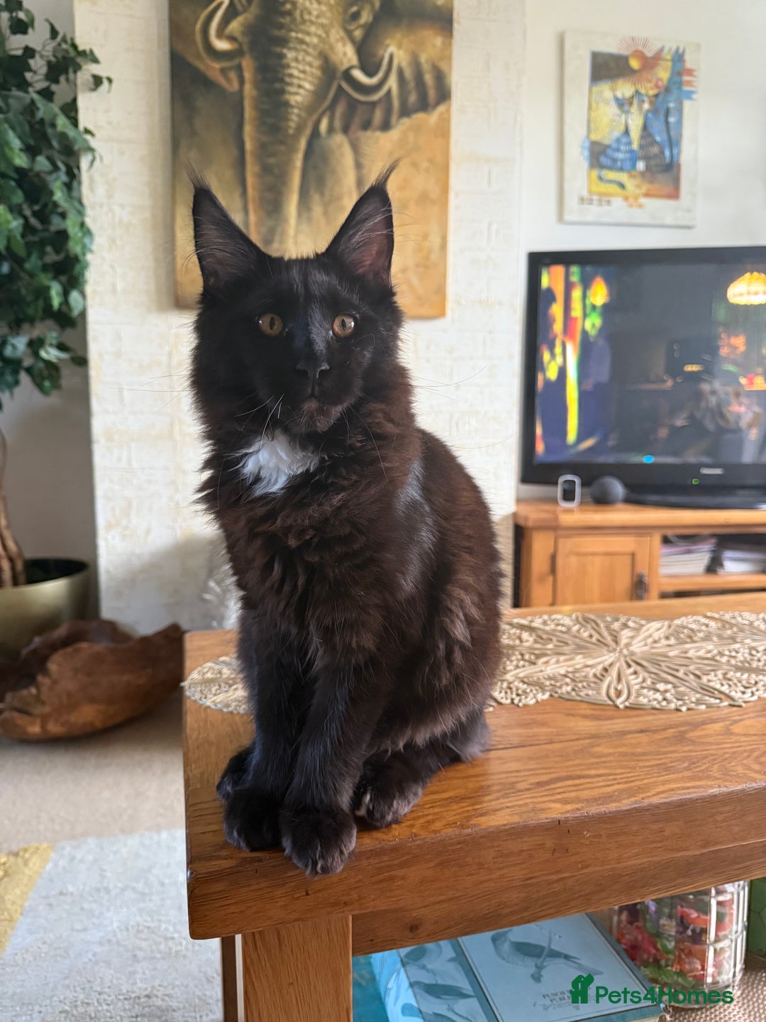 Maine Coon cats for sale: Pedigree ”TICA”  the last kitten left❣️ - Image 19