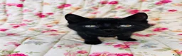 Mixed Breed cats for sale: *READY NOW* 5 Beautiful, Confident Kittens - Advert 8