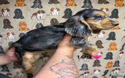 Cocker Spaniel dogs for sale: Chunky show type cocker spaniels  - Image 6