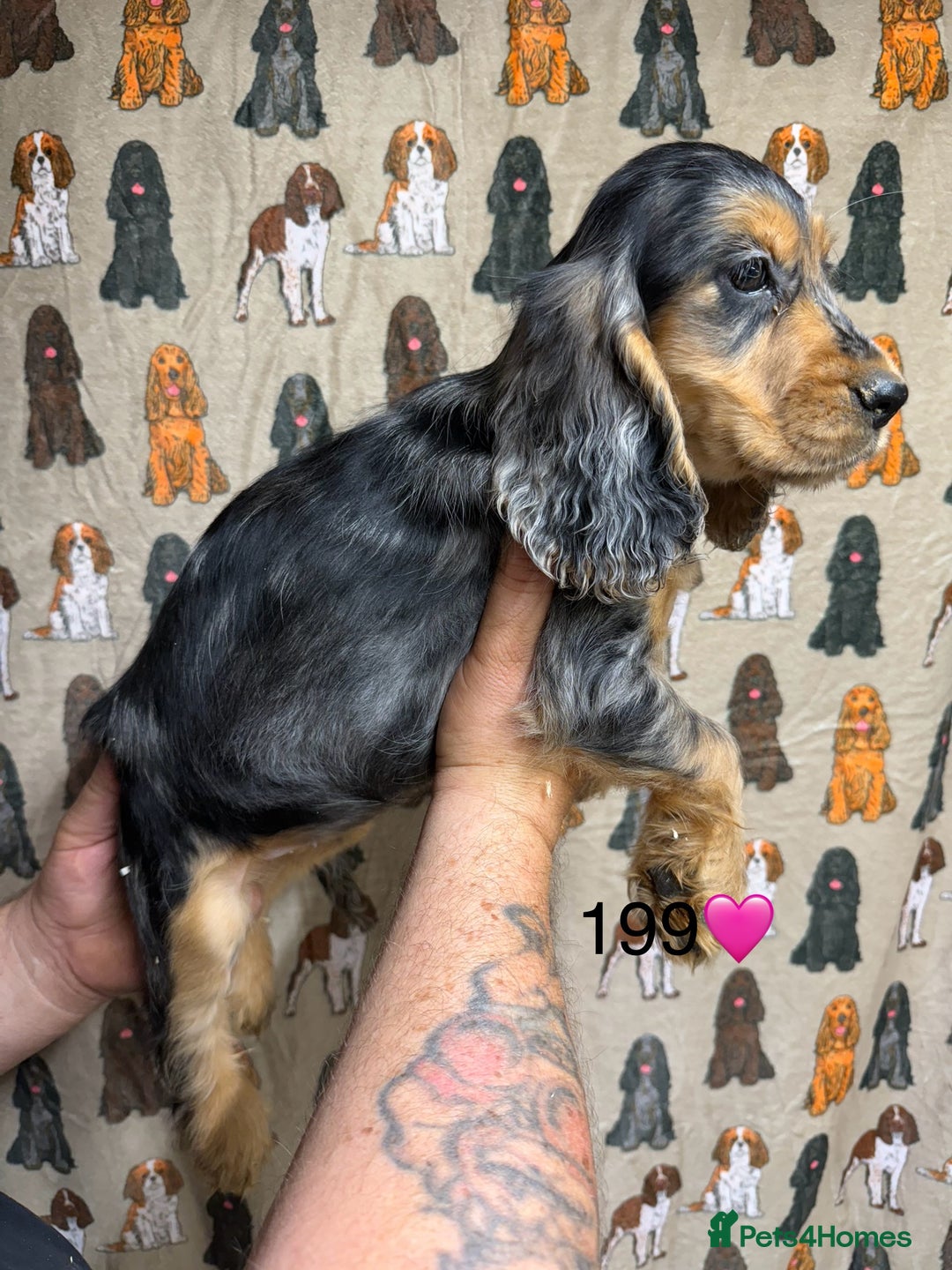 Cocker Spaniel dogs for sale: Chunky show type cocker spaniels  - Image 6