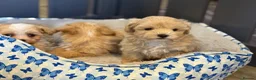 Maltipoo dogs for sale: Gorgeous Teddy Bear F1 Maltipoo READY NOW - Advert 7