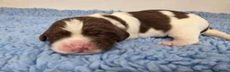 English Springer Spaniel dogs for sale: KC Health Tested, Home Reared 5 ⭐️ Liver Pups - Advert 15