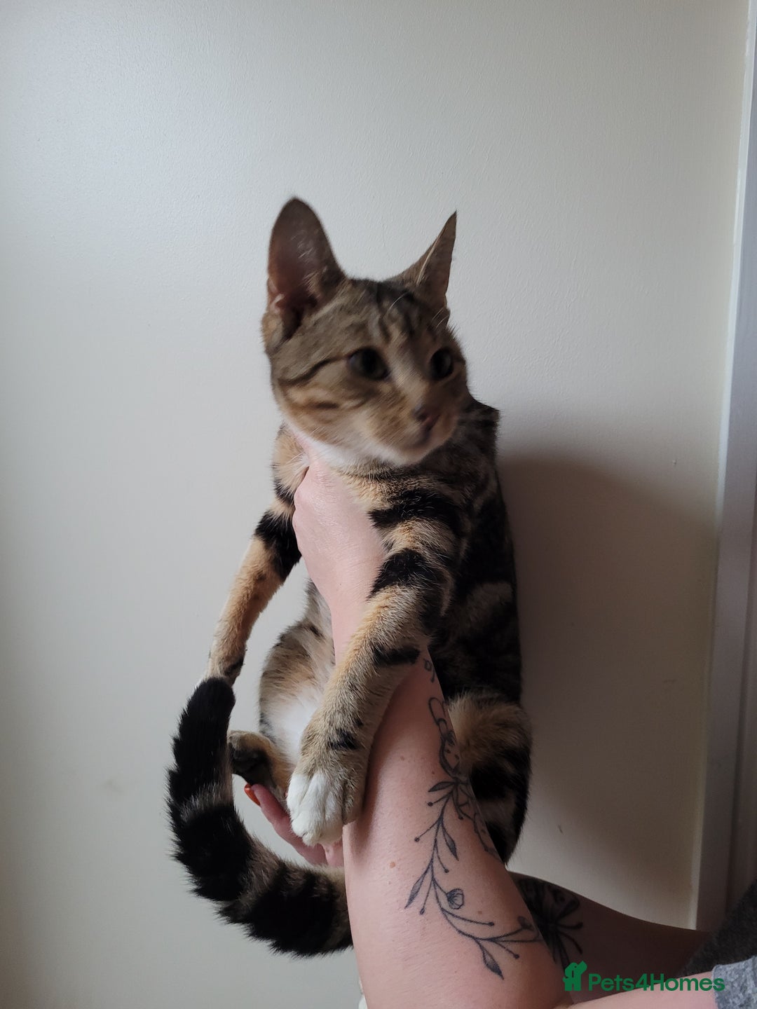 Mixed Breed cats for sale: Half bengal male cat - Image 3