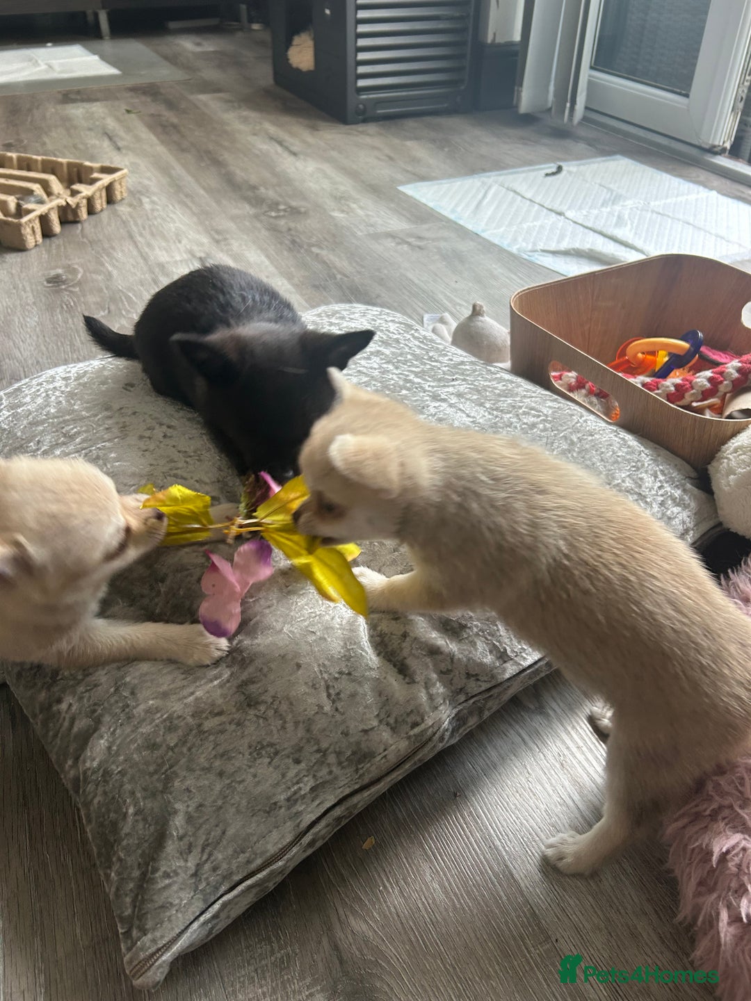 Chihuahua dogs for sale: READY NOW chihuahua x Pom puppies  - Image 25