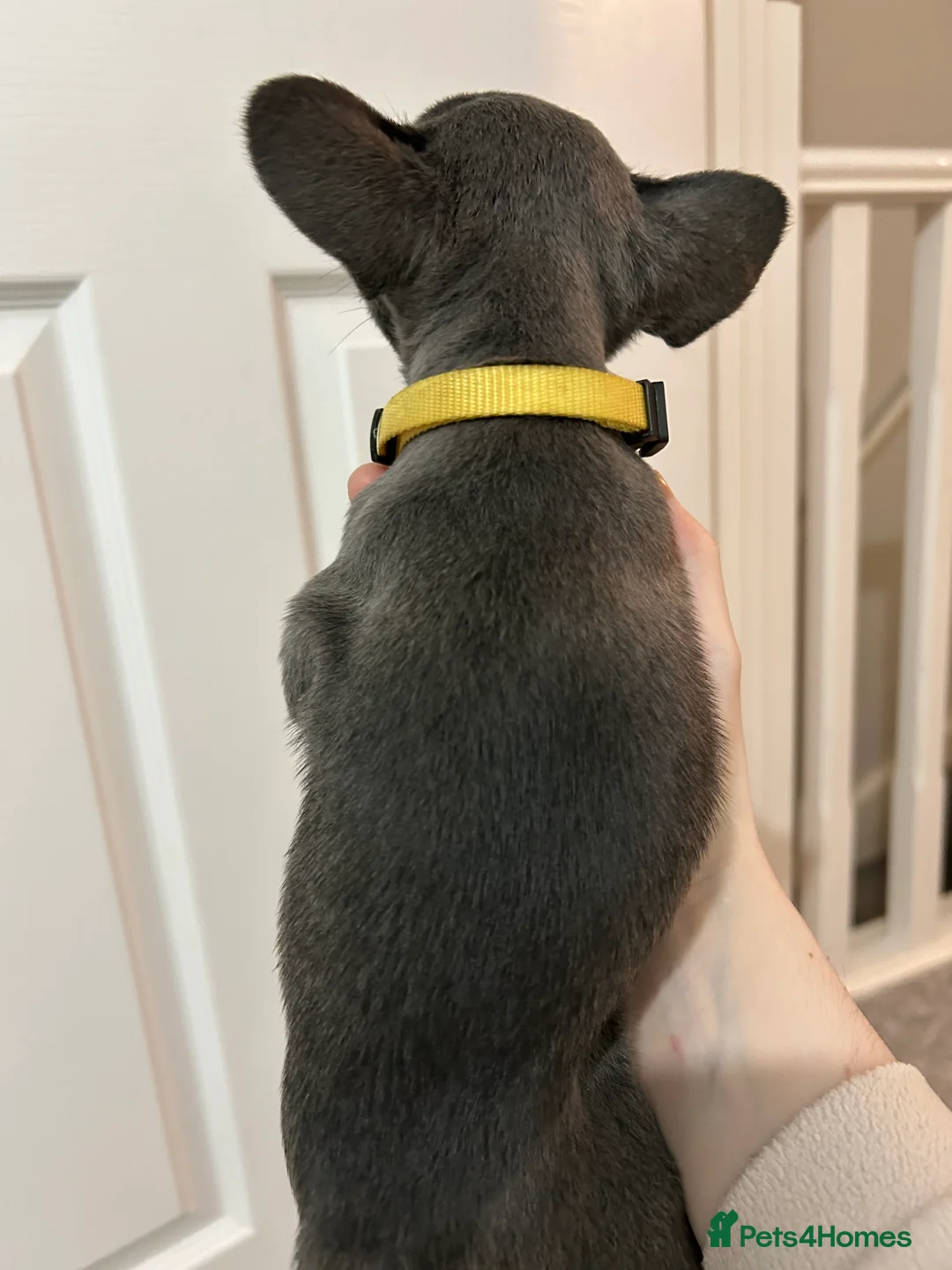 French Bulldog dogs for sale: FLUFFY PINK ISABELLA BLUE TAN KC REGISTERED  - Advert 16