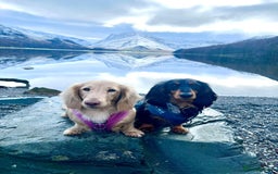 Miniature Dachshund dogs for sale: KC reg long haired mini dachshunds  - Image 8