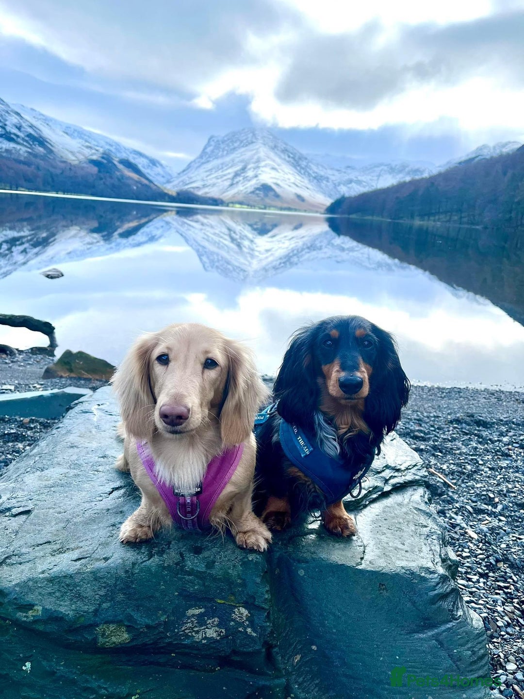 Miniature Dachshund dogs for sale: KC reg long haired mini dachshunds  - Image 8