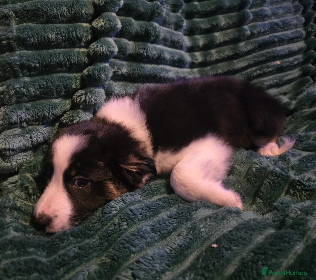 Border Collie dogs for sale: Border collie pups  - Advert 8