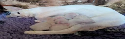 Siamese cats for sale: Red Point Siamese kitten for sale. in Widnes - Advert 8