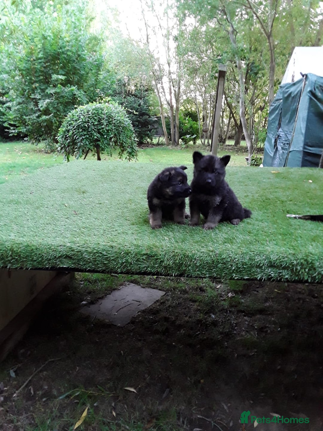 German Shepherd dogs for sale: GERMAN SHEPHERD PUPPIES - Image 2