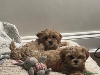 Shihpoo dogs Shihpoo puppies looking for homes - Advert 7