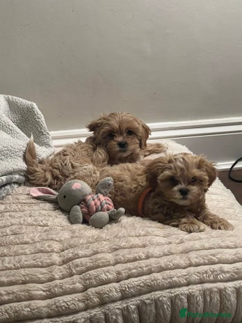 Shihpoo dogs Shihpoo puppies looking for homes - Advert 7