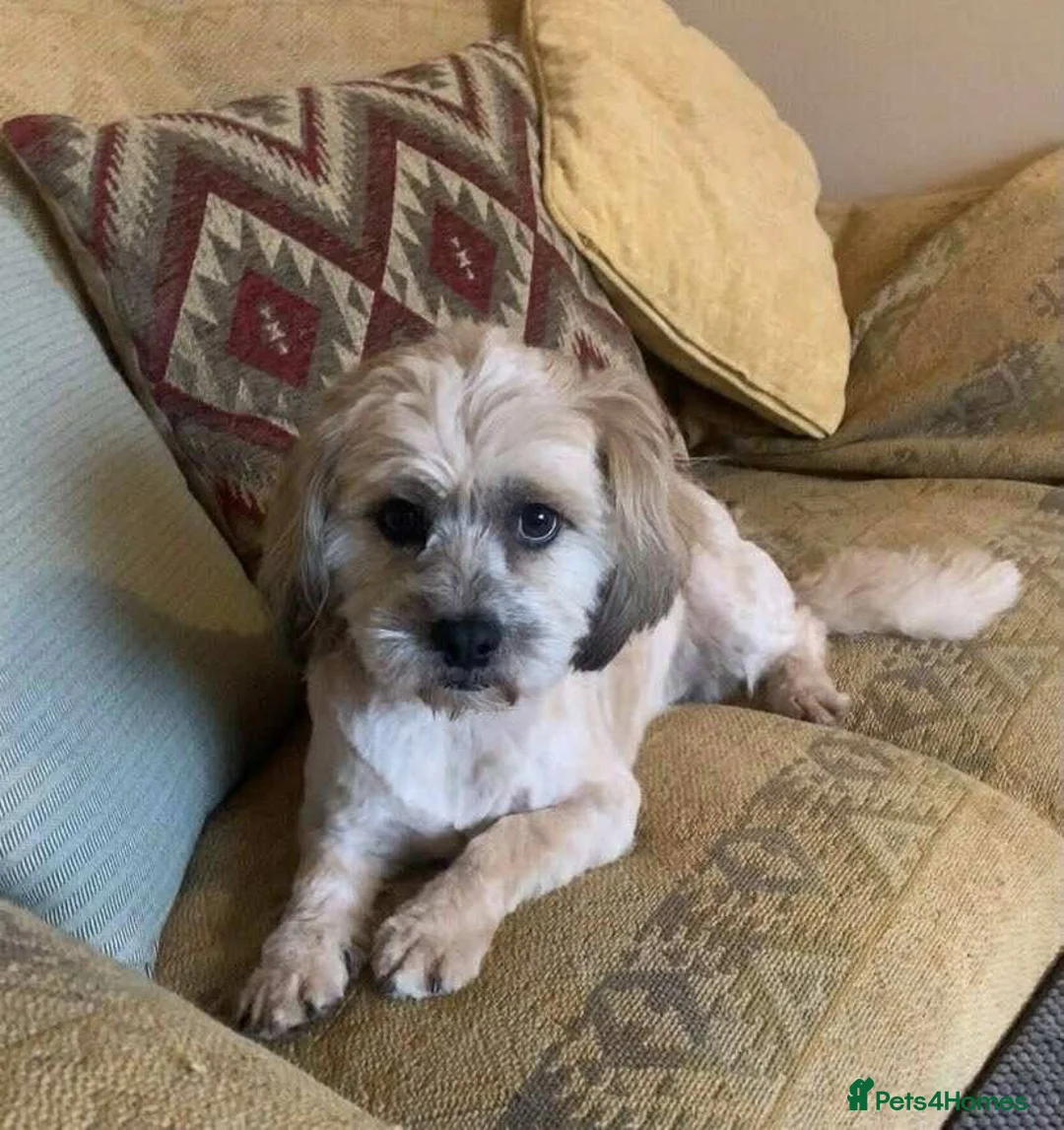 Mixed Breed dogs for adoption: KATY - FOR ADOPTION  - Advert 3