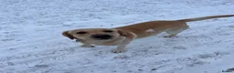 Labrador Retriever dogs for sale: beautiful golden labrador - Advert 3
