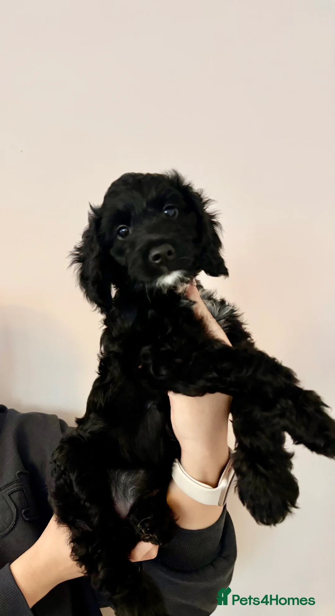 Sproodle dogs for sale: •LAST 3 GIRLS AVAILABLE• READY TO LEAVE• - Advert 15