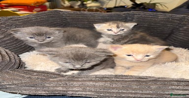 Mixed Breed cats - Advert 12