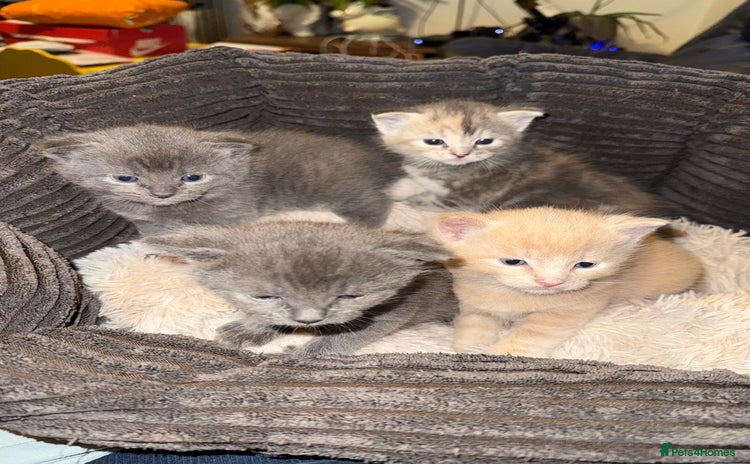 Mixed Breed cats - Advert 8