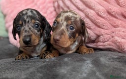 Miniature Dachshund dogs for sale: Beautiful KC miniature dachshund puppies - Image 14