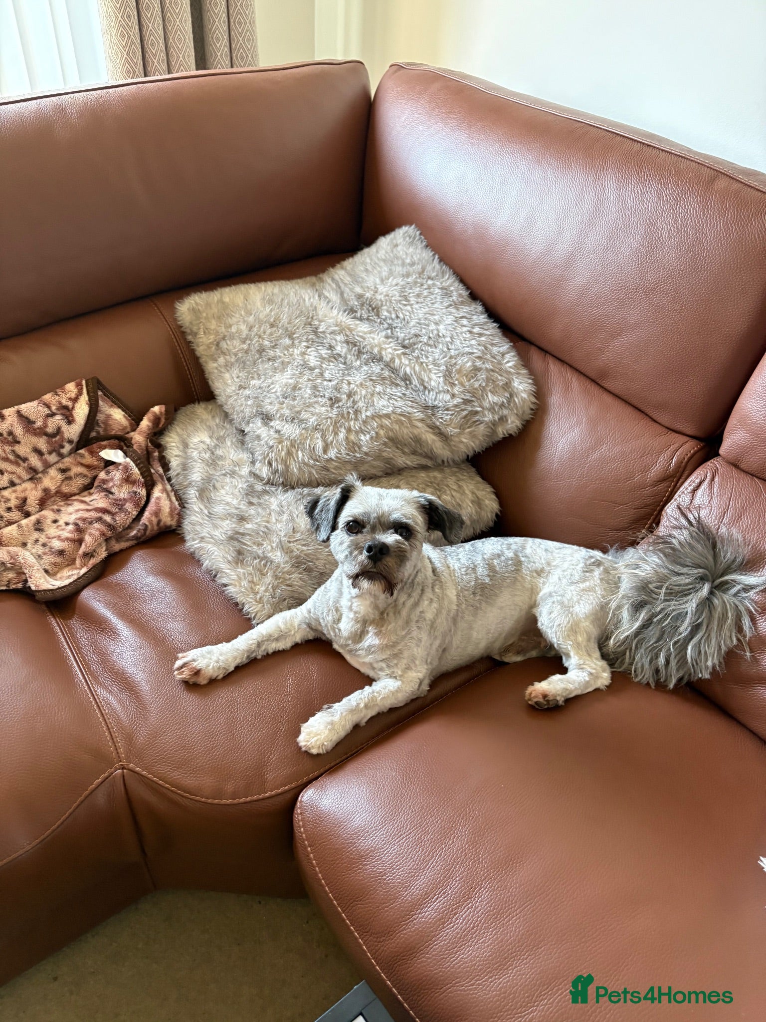 Lhasa Apso dogs Bailey  - Advert 1