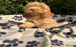 Cockapoo dogs for sale: 5 lovely f1 cockapoos  - Image 23