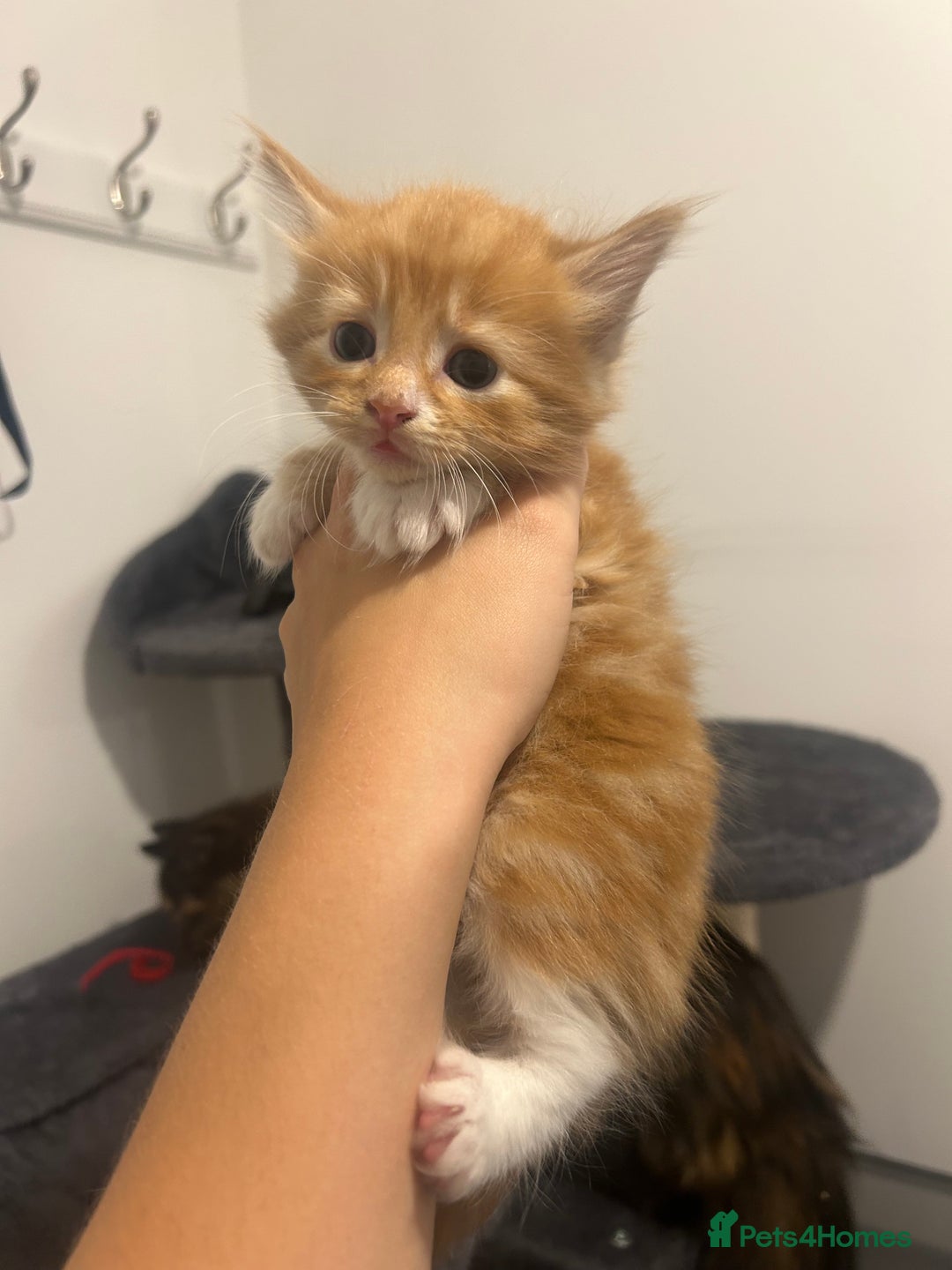 Maine Coon cats for sale: 3 male Maine coon cross kittens - Image 5