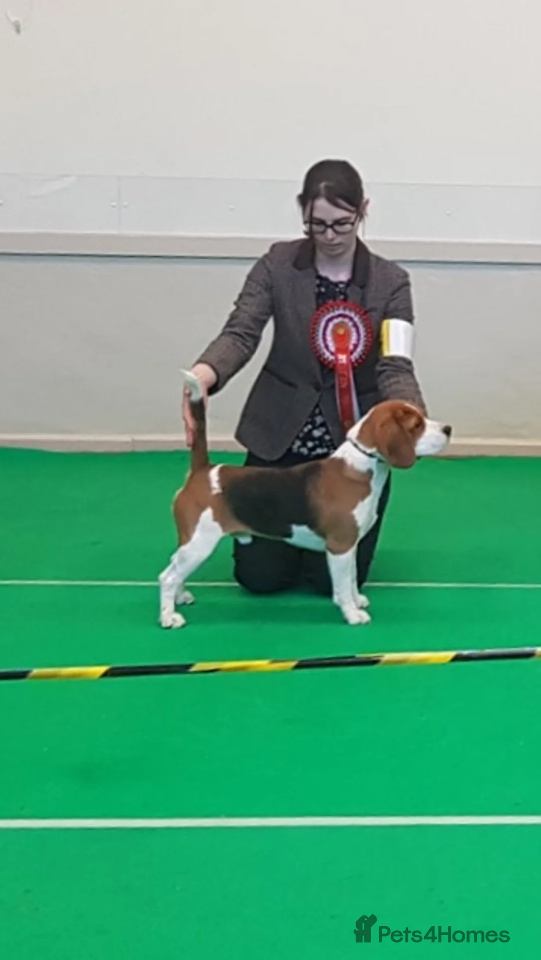Beagle dogs for stud: TOP PRODUCING STUD CRUFTS QUALIFIED, CHAMPION BRED in Birmingham - Advert 6