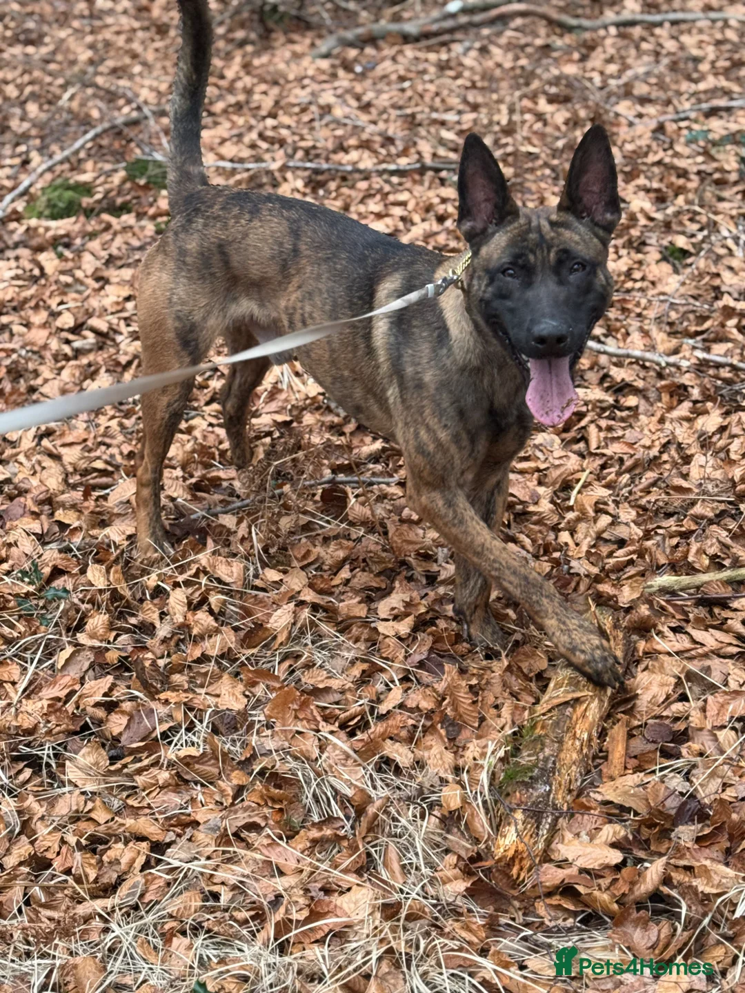 Belgian Shepherd Dog dogs for stud: Stunning Dutch herder for stud  in Romsey - Advert 1