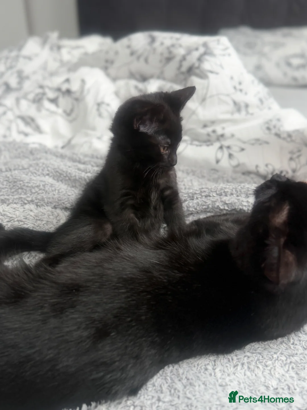 Mixed Breed cats for sale: Black Domestic Shorthair Kittens - Advert 2