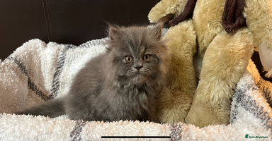 Persian cats - Advert 8