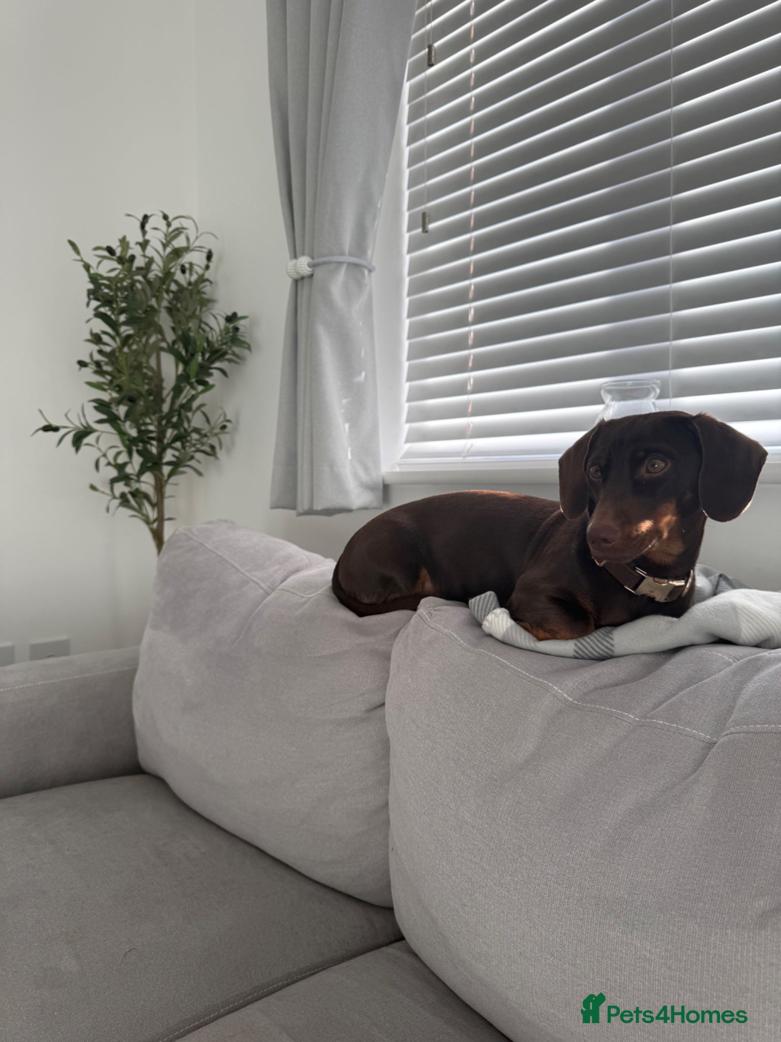 Miniature Dachshund dogs Miniature dachshund for sale  - Advert 3