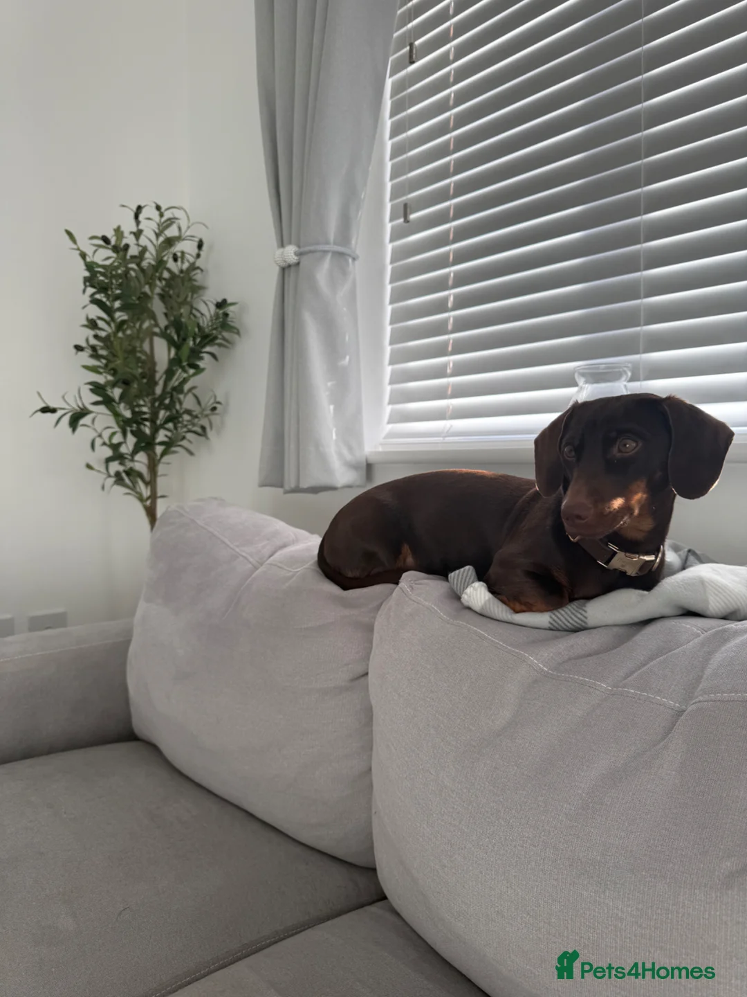 Miniature Dachshund dogs for sale: Miniature dachshund for sale  in Andover - Advert 1