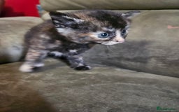 Mixed Breed cats for sale: 5 Beautiful Kittens Ready Soon - Image 10