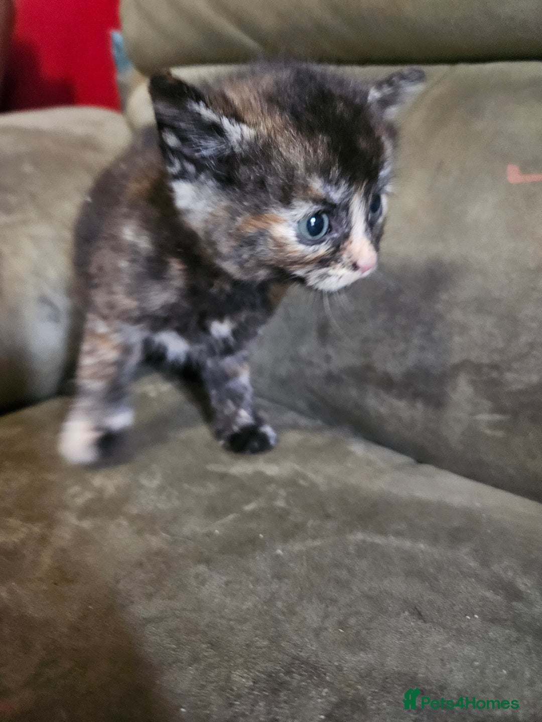 Mixed Breed cats for sale: 5 Beautiful Kittens Ready Soon - Image 10