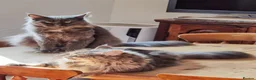 Maine Coon cats for sale: Beautiful Maine Coon kitten - Advert 6