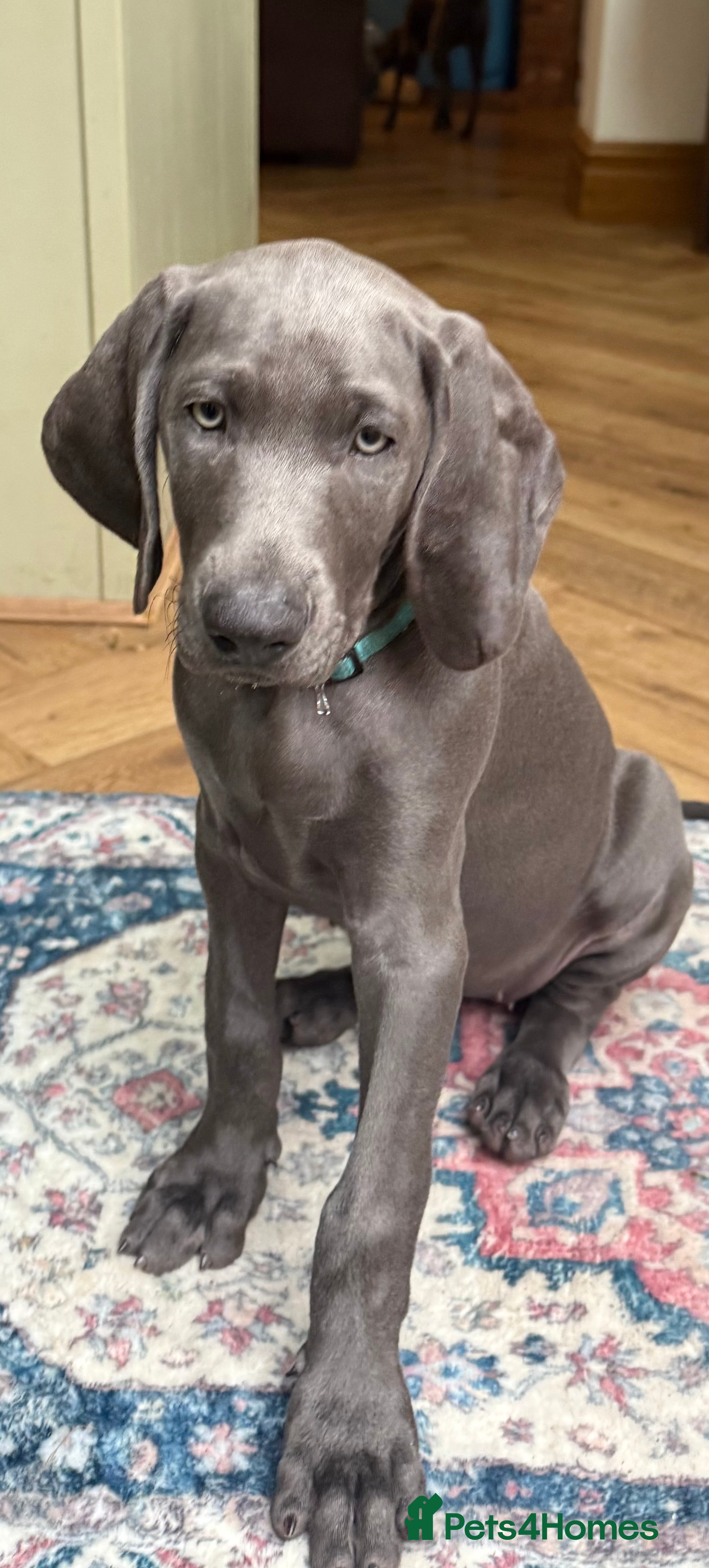 Weimaraner dogs Ready Now KC Reg Weimaraner Blue Puppies - Advert 2